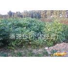 山东香椿苗香椿芽批发|哪里有优质香椿芽菜香椿苗？ 香椿芽菜批发