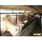供应夏洛莱200-800中国肉牛养殖现状中国牛羊养殖状
