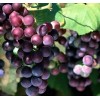 脱毒葡萄苗木品种,山东葡萄,夏黑优质葡萄苗,无核红宝石葡萄苗,优质葡萄苗