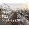 承德鹰手营子矿区物理除草布90克价格合理