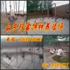 新闻：辽宁省本溪哪里有卖观赏用蓝孔雀的