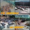 新闻：杭州哪里可以买到孔雀标本