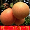 新闻:衢州哪里有出售红肉蜜柚苗