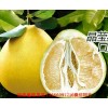新闻:梅州三红蜜柚苗价格