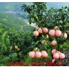 新闻:舟山琯溪三红蜜柚苗