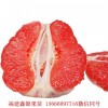 新闻:泸州正宗三红蜜柚苗