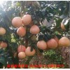 新闻:漳州三红蜜柚苗哪里有卖