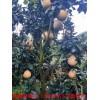新闻:漳州红肉蜜柚苗多少钱