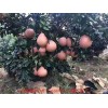 新闻:赣州红肉蜜柚苗基地