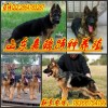 青海省海南藏族自治州哪里有卖德国黑背牧羊犬的德国黑背牧羊犬价