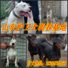 新闻：《邯郸》
杜高犬品种好