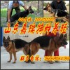 新闻：《青州》小狼狗驯养中心