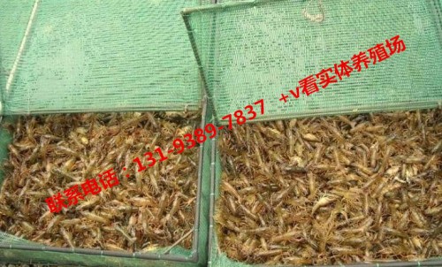 现货】浙江湖州小龙虾种苗多少钱一斤（成品虾回收）