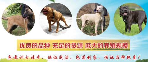 新闻：郴州卡斯罗犬哪里有卖