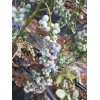 宣城蓝莓苗什么时间种植  蓝莓苗育苗基地