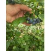 昭通蓝莓苗什么品种好  蓝莓苗成活率怎么样