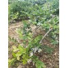 咸阳2019蓝莓苗价格  蓝莓苗有哪些品种