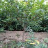 乌鲁木齐2019泰山红石榴苗报价  石榴苗有哪些品种