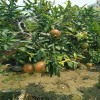 荆州2019泰山红石榴苗报价  石榴苗有哪些品种