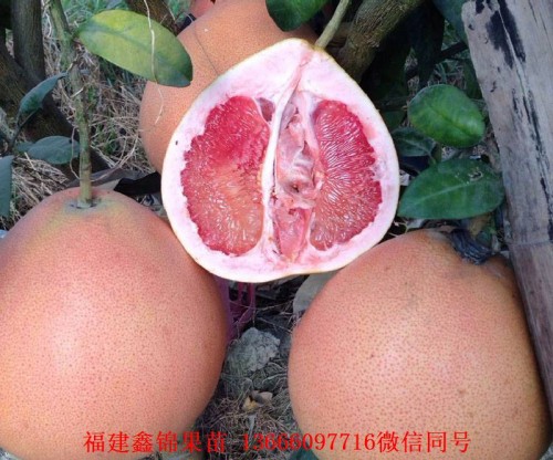 新闻：文山泰国青柚苗基地