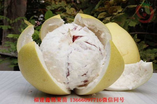 新闻：滁州琯溪柚子苗