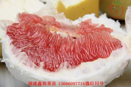 新闻：龙岩红皮红肉蜜柚苗