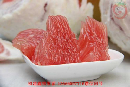 新闻：蚌埠蜜柚苗市场价格
