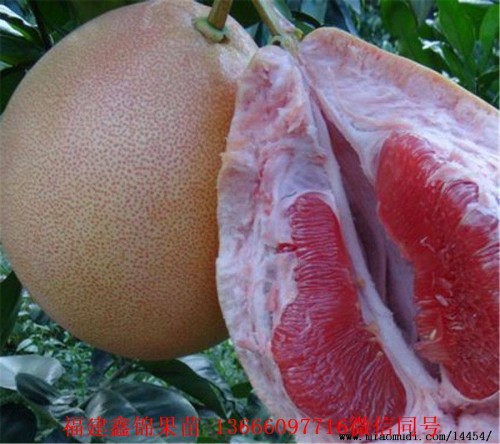 新闻：茂名红肉蜜柚苗批发多少钱