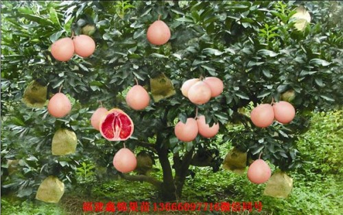 新闻：怀化琯溪红心蜜柚苗