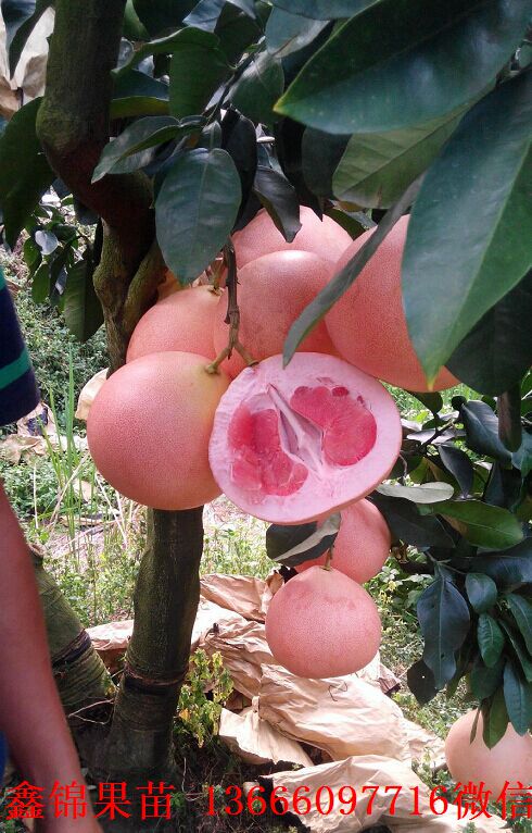 新闻：宣城越南青柚树苗哪里有