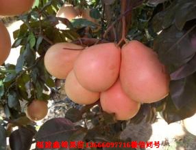 新闻：亳州泰国青柚苗哪里买