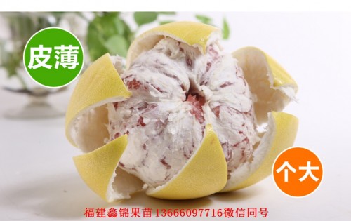 新闻：深圳红蜜柚苗