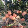 新闻：钦州柚子苗批发市场