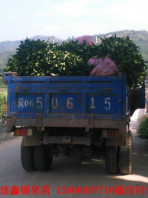 新闻：百色泰国青柚苗在哪里买
