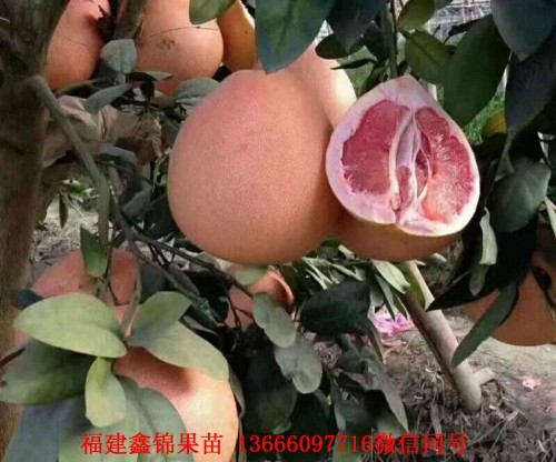 新闻：淮安泰国水晶青柚苗