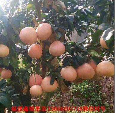 新闻：亳州泰国青柚苗哪里买