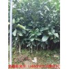 新闻：郴州红肉蜜柚苗供应