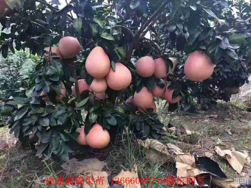 新闻：泰州柚子苗的培育