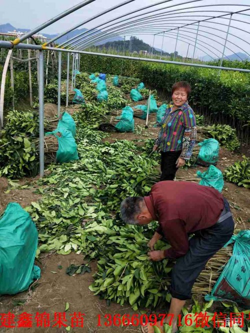 新闻：资阳红心红肉蜜柚苗价格