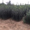 安庆3公分工程绿化柿子苗哪里有  4公分绿化工程柿子苗价格