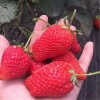 临汾供应草莓苗  基地直销草莓苗