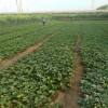 喀什地区供应草莓苗  基地直销草莓苗