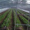 唐山章姬草莓苗多少钱  章姬草莓苗种植基地