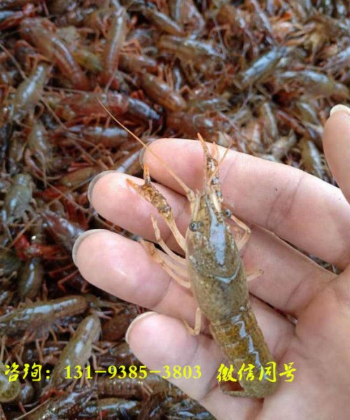 山西阳泉虾苗多少钱一斤——养殖小龙虾