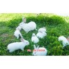 新闻:牡丹江兔子养殖品牌|兔子幼苗养殖-天翎农业发展有限公司