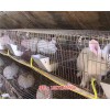 新闻:大庆兔子苗批发价格|兔子养殖基地-天翎农业发展有限公司