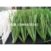 衡水曲丝草坪生产厂家(山西运城新国际材料)