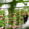 上海现代化物联网智能温室大棚系统解决方案多少钱 植物生长可视