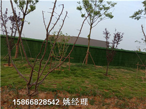 襄阳市政草挡墙人造草坪哪里有售
