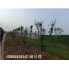 忻州挡风人工草皮行业资讯